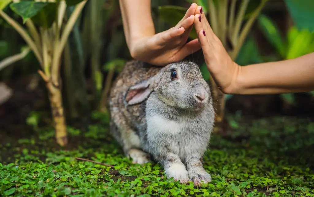 Kobiece dłonie złożone w daszek nad królikiem, symbol opieki i troski nad zwierzętami