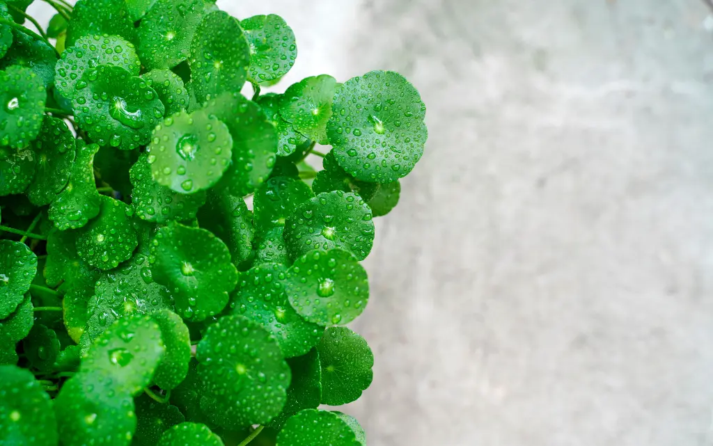 Wąkrotka azjatycka(Centella asiatica)