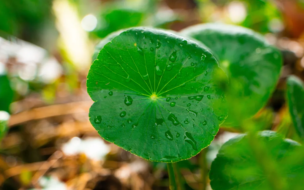 Zbliżenie na liść wąkroty azjatyckiej CICA